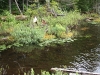Vegetation along Crooked Lake